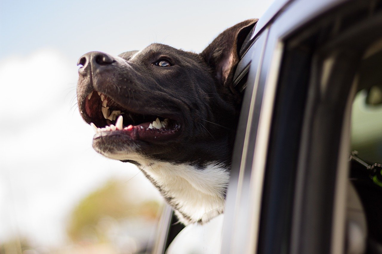 dog, happy, car
