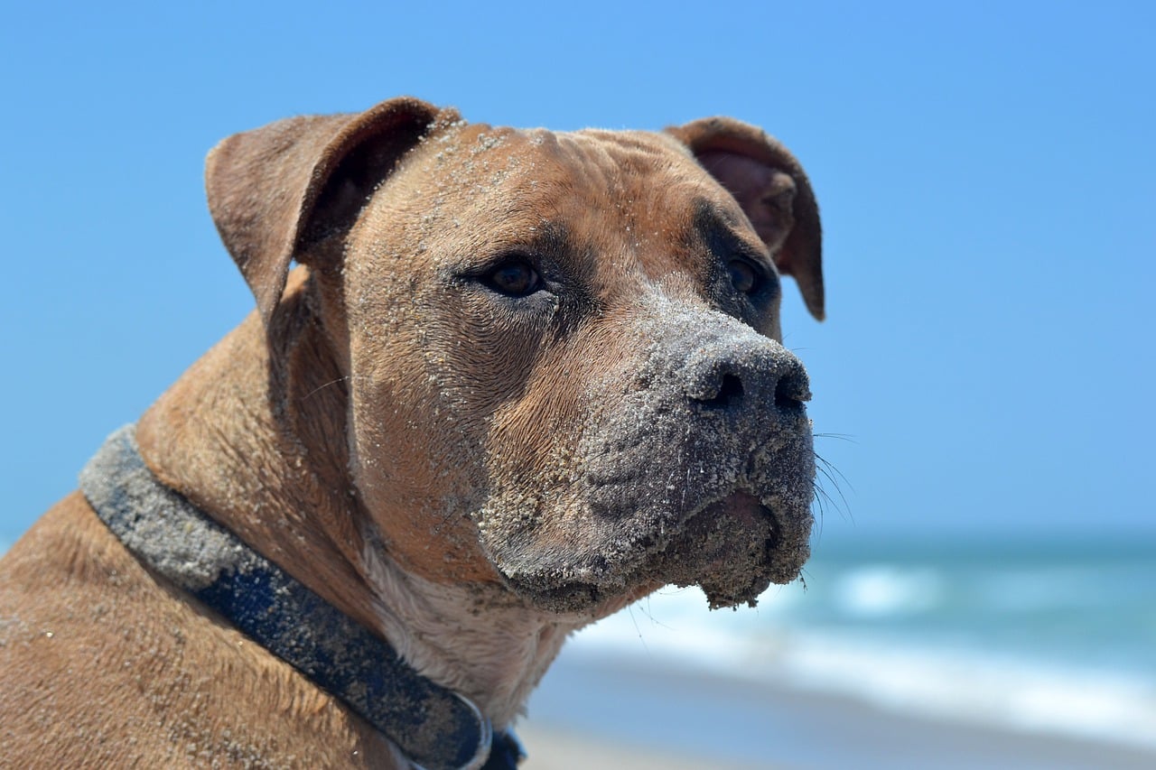 pitbull, dog, beach